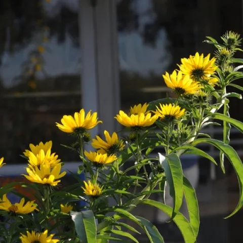 SWAMP SUNFLOWER (Helianthus angustifolius) graces the entrance to the Harry H. Laidlaw Jr. Honey Bee Research Facility at the University of California, Davis. (Photo by Kathy Keatley Garvey)