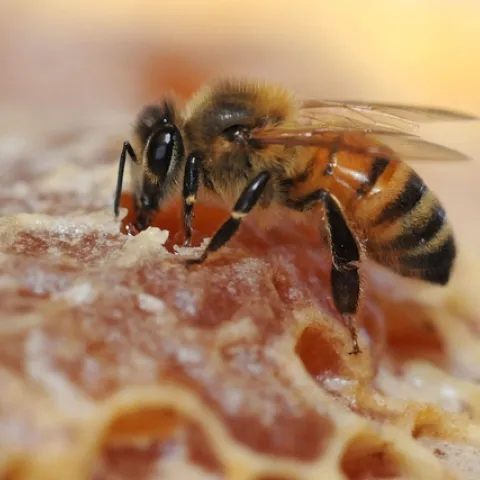 HONEY BEE at the Harry H. Laidlaw Jr. Honey Bee Research Facility at the University of California, Davis, samples honey. (Photo by Kathy Keatley Garvey)
