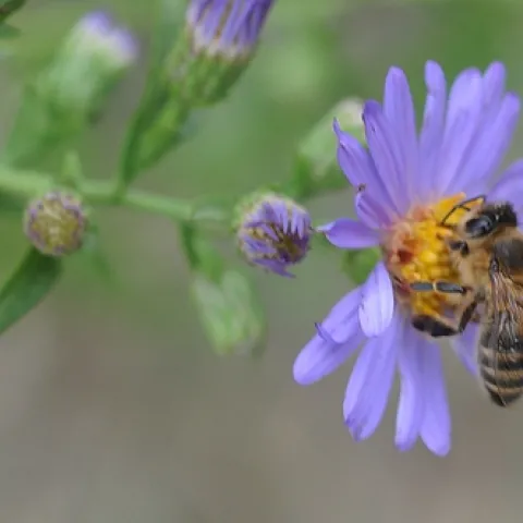HONEY BEE foraging in a patch of asters at the Harry H. Laidlaw Jr. Honey Bee Research Facility, UC Davis. (Photo by Kathy Keatley Garvey)