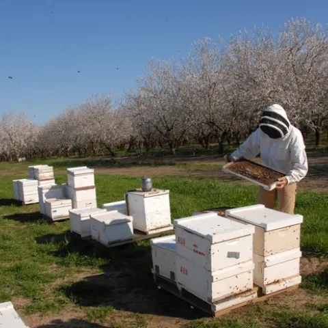 BEE BREEDER-GENETICIST Kim Fondrk of UC Davis tends his bees in a Dixon, Calif. almond orchard. (Photo by Kathy Keatley Garvey)