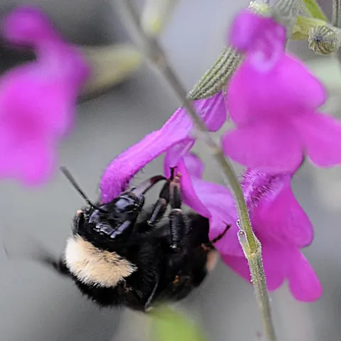 THIS BUMBLE BEE, Bombus californicus, is among the native bees in the area near the American and Consumnes rivers. (Photo by Kathy Keatley Garvey)