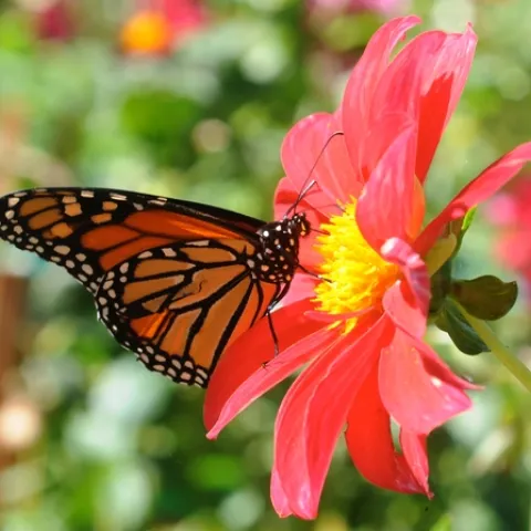 MONARCH BUTTERFLY (Danaus plexippus), shown here in the Luther Burbank Gardens, Santa Rosa, is one of the butterflies that Art Shapiro has studied for the last 35 years. (Photo by Kathy Keatley Garvey)