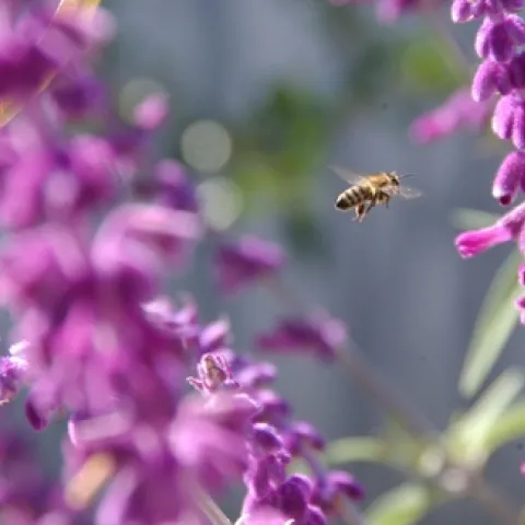 HONEY BEE moves through salvia (sage). (Photo by Kathy Keatley Garvey)