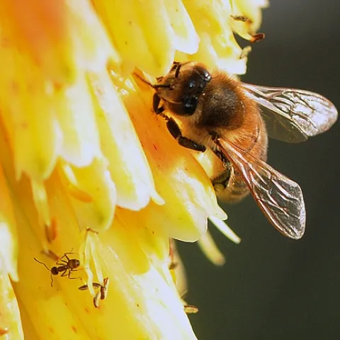 HONEY BEE and an Argentine ant share a red-hot poker in the Storer Garden, UC Davis Arboretum. (Photo by Kathy Keatley Garvey)