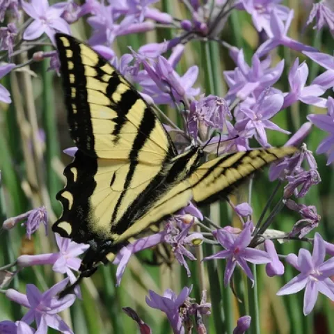 WESTERN TIGER SWALLOWTAIL (Papilio rutulus) forages among the flowers. (Photo by Kathy Keatley Garvey)