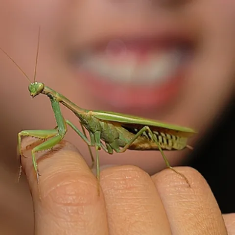 THIS PRAYING MANTIS gets lots of attention at the Bohart Museum of Entomology. (Photo by Kathy Keatley Garvey)