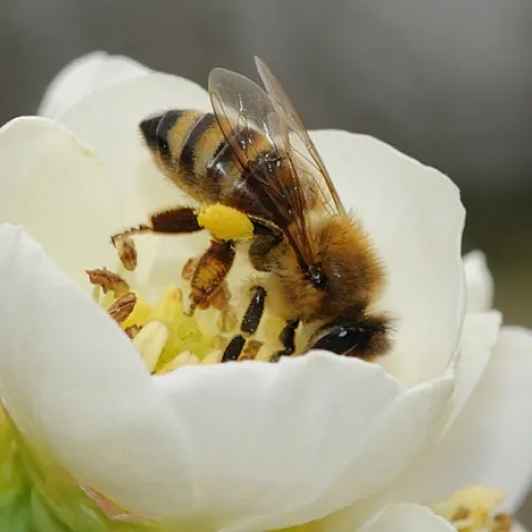 UPSY DAISY--A honey bee gathers nectar in a white flowering quince in the Carolee Shields White Flower Garden, UC Davis Arboretum. This photo was taken Feb. 6. (Photo by Kathy Keatley Garvey)