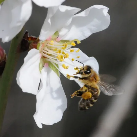 HONEY BEE visiting an almond blossom. (Photo by Kathy Keatley Garvey)