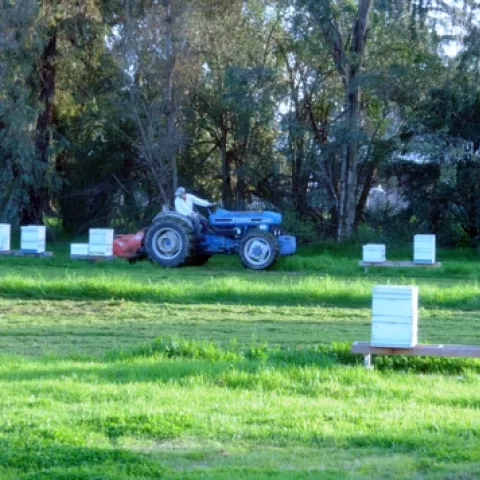 BEE BREEDER-GENETICIST Kim Fondrk mows the lush grass at the Harry H. Laidlaw Jr. Honey Bee Research Facility. (Photo by Kathy Keatley Garvey)
