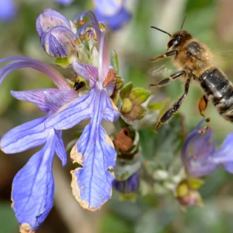 HONEY BEE heads for a Teucrium frutican "Azureum"--also known as a blue bush germander. Note the ant in the middle. (Photo by Kathy Keatley Garvey)