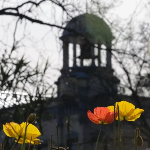 ICELAND POPPIES provide color to the backdrop of the old Town Hall in Vacaville, Calif. (Photo by Kathy Keatley Garvey)