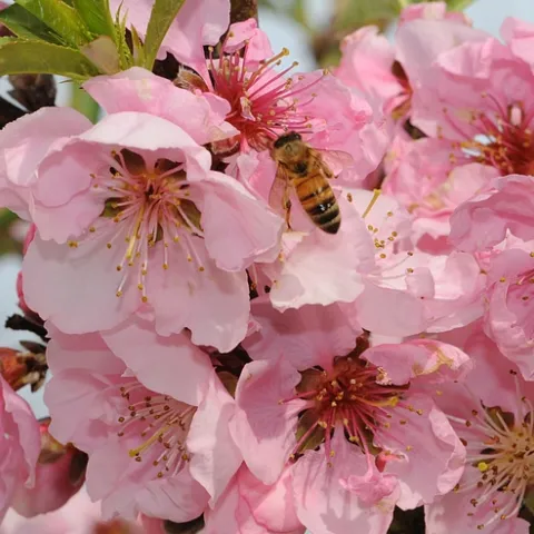 HONEY BEE nectaring nectarine blossoms. (Photo by Kathy Keatley Garvey)