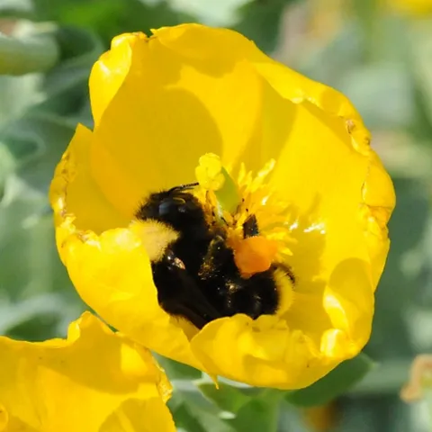 BLACK-FACED BUMBLE BEE (Bombus californicus) gathering pollen in a California poppy. (Photo by Kathy Keatley Garvey)