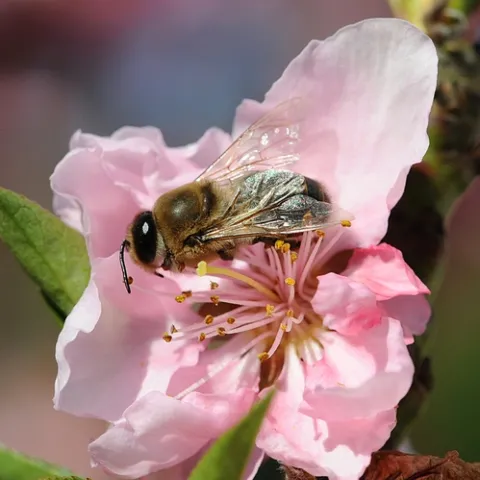 WHAT'S WRONG with this photo? For the answer, read the text above. (Photo by Kathy Keatley Garvey)