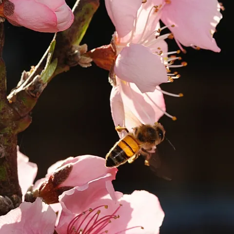 THIS HONEY BEE nectaring a backyard nectarine tree looks like stained glass. (Photo by Kathy Keatley Garvey)