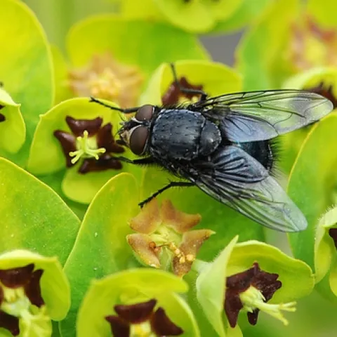BLUE ON GREEN--A blue bottle fly (Calliphora vicinia) lands on the Mediterranean spurge (Euphorbia characias wulfenii). This species is important in forensic entomology. (Photo by Kathy Keatley Garvey)