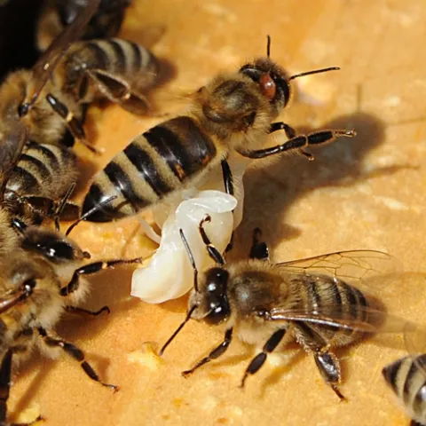 VARROA MITE on a worker bee (see crab-shaped parasite near her head). These undertaker bees were trying to remove a drone larva from the hive. (Photo by Kathy Keatley Garvey)
