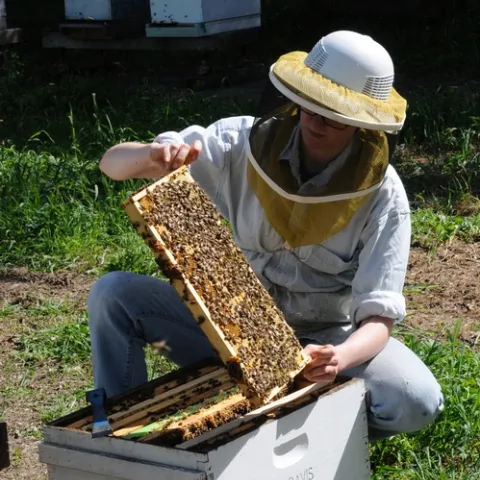 UC DAVIS BEEKEEPER Elizabeth "Liz" Frost tends bees at the Harry H. Laidlaw Jr. Honey Bee Research Facility. (Photo by Kathy Keatley Garvey)