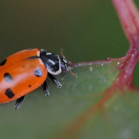 A JUST RELEASED ladybug prowls a rose bush for aphids. (Photo by Kathy Keatley Garvey)