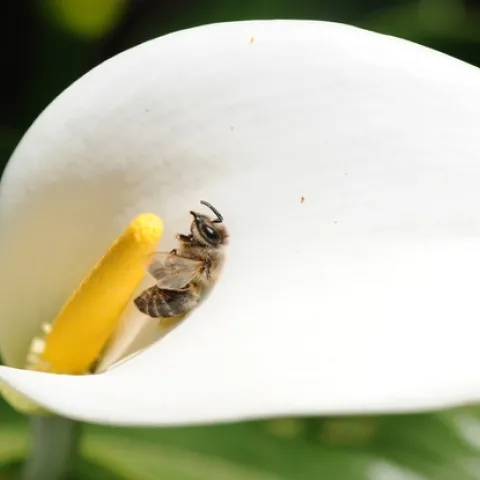 HONEY BEE lies still on a white calla lily in the Carolee Shields White Flower Garden at the UC Davis Arboretum. (Photo by Kathy Keatley Garvey)