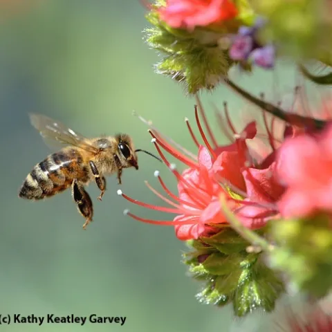 HONEY BEE zeroes in on a ruby-red blossom. (Copyrighted Photo by Kathy Keatley Garvey)