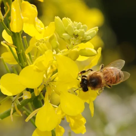 HONEY BEE foraging on mustard at Olivarez Honey Bees, Inc., Orland, Calif. (Photo by Kathy Keatley Garvey)