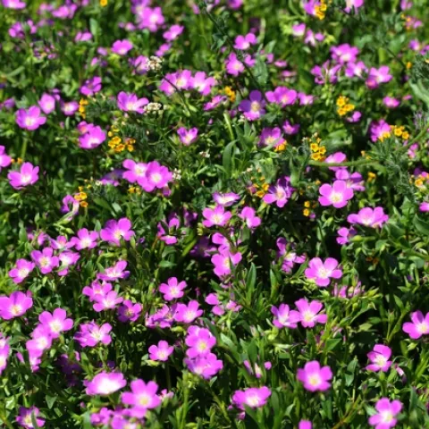 FIELD OF REDMAIDS, California native wildflowers, near the Harry H. Laidlaw Jr. Honey Bee Research Facility at UC Davis. Mixed in are fiddleneck (yellow), also frequented by bees. (Photo by Kathy Keatley Garvey)