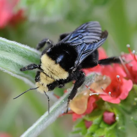 QUEEN BUMBLE BEE, a yellow-faced bumble bee (Bombus vosnesenskii) heads down the tower of jewels. (Photo by Kathy Keatley Garvey)