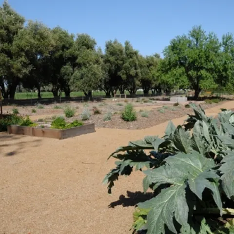 GIGANTIC ARTICHOKE PLANTS fill one of the planters at the Häagen-Dazs Honey Bee Haven. (Photo by Kathy Keatley Garvey)