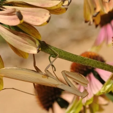 PRAYING MANTIS clings to a purple coneflower (Echinacea pupurea) in the Häagen-Dazs Honey Bee Haven at the Harry H. Laidlaw Jr. Honey Bee Research Facility, UC Davis. (Photo by Kathy Keatley Garvey)