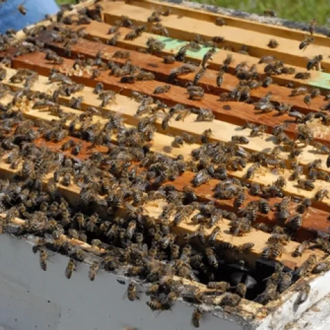 THESE BEES at the Harry H. Laidlaw Jr. Honey Bee Research Facility, UC Davis, are ready to swarm. A few minutes later, they took off. (Photo by Kathy Keatley Garvey)