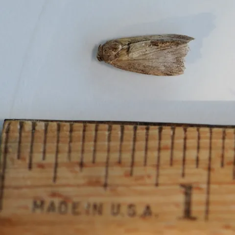 A DEAD MOTH, a Greater Wax Moth, collected outside a bee hive. (Photo by Kathy Keatley Garvey)