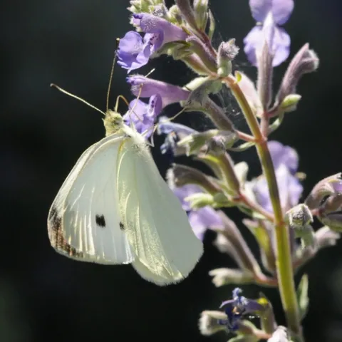 CABBAGE WHITE butterfly glows in the late afternoon sun as it nectars on catmint (Nepeta). (Photo by Kathy Keatley Garvey)