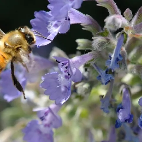 HONEY BEE heads for catmint (Nepeta). Catmint is one of the plants in the Häagen-Dazs Honey Bee Haven that attracts honey bees, native bees, butterflies and assorted other insects. (Photo by Kathy Keatley Garvey)