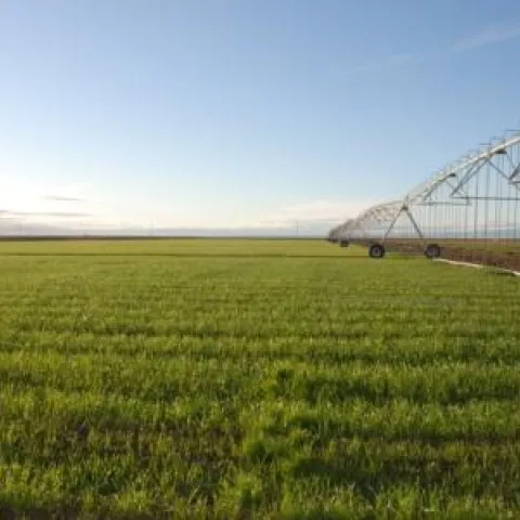 Overhead irrigation can be used in conjunction with conservation tillage.