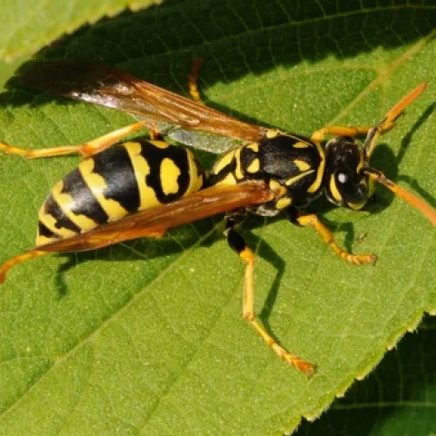 EUROPEAN PAPER WASP rests on a leaf. (Photo by Kathy Keatley Garvey)