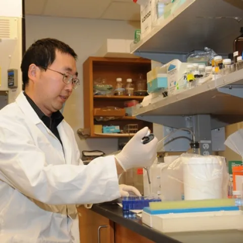 UC DAVIS bioanalytical chemist Jun-Yan Liu, the senior author of the paper, at work in the Hammock laboratory. (Photo by Kathy Keatley Garvey)