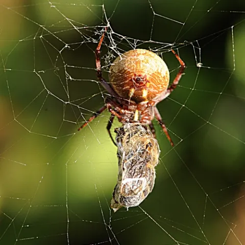 BEE GONE--A webweaving spider with "breakfast," a honey bee in the Haagen-Dazs Honey Bee Haven at the Harry H. Laidlaw Jr. Honey Bee Research Facility, UC Davis. (Photo by Kathy Keatley Garvey)