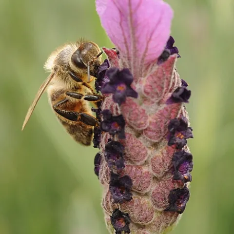 HONEY BEE nectaring lavender at the Mostly Natives Nursery, Tomales. (Photo by Kathy Keatley Garvey)