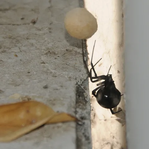 BLACK WIDOW SPIDER touches her gumdrop-sized egg sac, suspended from her web in a UC Davis parking garage. (Photo by Kathy Keatley Garvey)