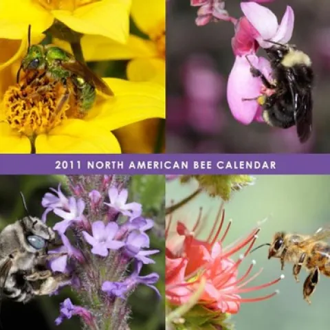 THIS is a preview of the North American Bee Calendar, created by native bee enthusiast Celeste Ets-Hokin of the San Francisco Bay Area. Proceeds benefit the Xerces Society of Invertebrate Conservation and the Great Sunflower Project.
