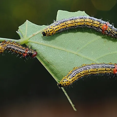 REDHUMPED CATERPILLARS dining on a leaf of a redbud tree. (Photo by Kathy Keatley Garvey)