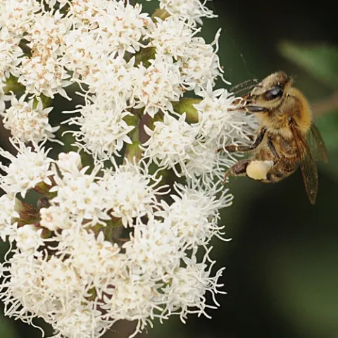 HONEY BEE forages on Joe-Pye Weed, a perennial that blooms in the late summer and early fall. (Photo by Kathy Keatley Garvey)