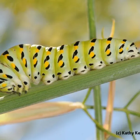 Anise swallowtail caterpillar on anise, also known as fennel.. (Photo by Kathy Keatley Garvey)