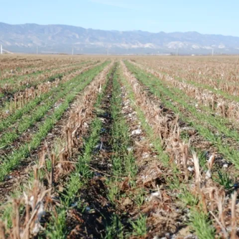 Cover crop growing in cotton and tomato residues.