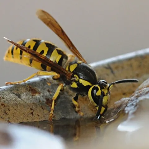 PESTY YELLOWJACKET--A Western yellowjacket (Vespula pensylvanica) sips water from a watering device at the Harry H. Laidlaw Jr. Honey Bee Research Facility at the University of California, Davis. (Photo by Kathy Keatley Garvey)