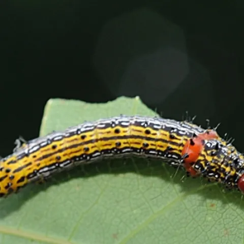REDHUMPED CATERPILLAR gorges on the leaves of a redbud tree. (Photo by Kathy Keatley Garvey)
