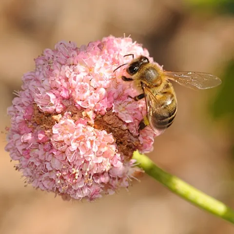 A HONEY BEE nectars red buckwheat. (Photo by Kathy Keatley Garvey)