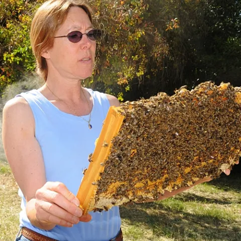 SUSAN COBEY, noted bee breeder-geneticist, is dividing her time between the University of California, Davis, and Washington State University. (Photos by Kathy Keatley Garvey)