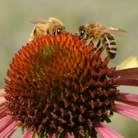 AN ITALIAN BEE (left) and a New World Carniolan bee forage on a purple coneflower at the Haagen-Dazs Honey Bee Haven at UC Davis. (Photo by Kathy Keatley Garvey)